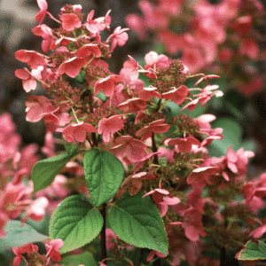 048g34 hydrangea paniculata quick fire 01.png