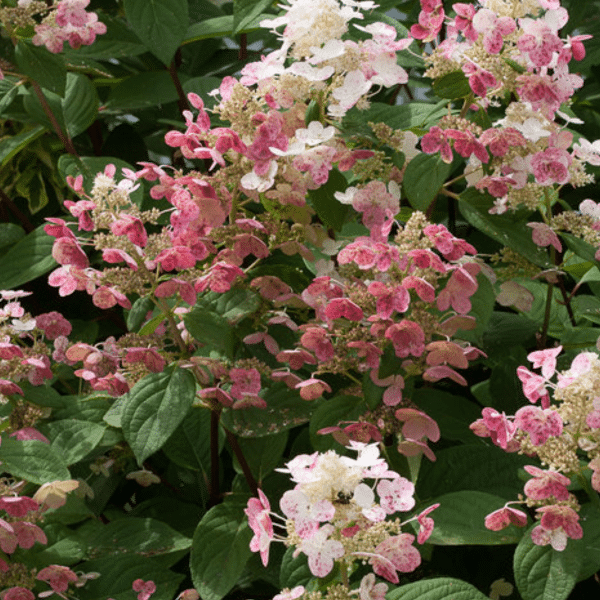 048g34 hydrangea paniculata quick fire 02.png