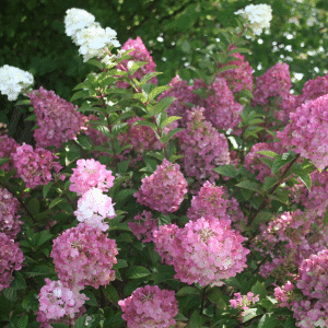 048g36 hydrangea paniculata sundae fraise 01.png