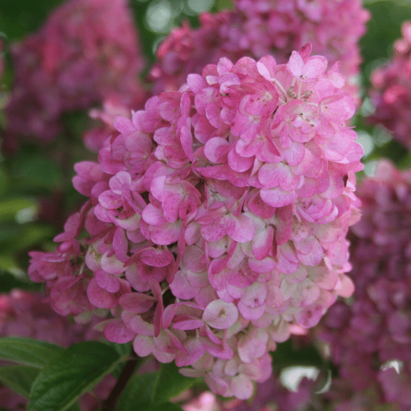 048g36 hydrangea paniculata sundae fraise 02.png