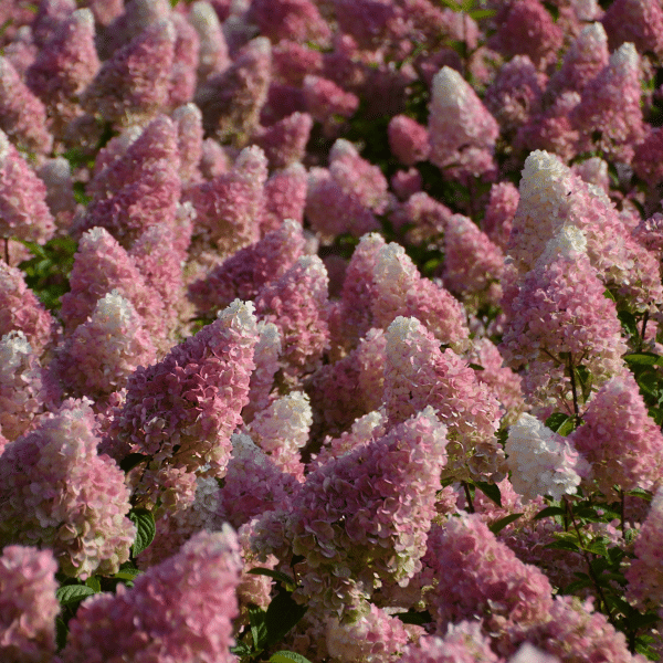 048g36 hydrangea paniculata sundae fraise 03.png