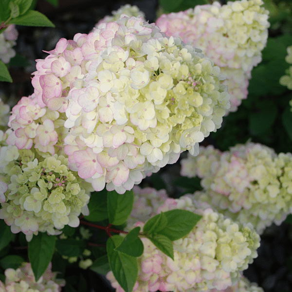 048g36 hydrangea paniculata sundae fraise 04.png