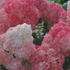 048g37 hydrangea paniculata vanille fraise 01.png