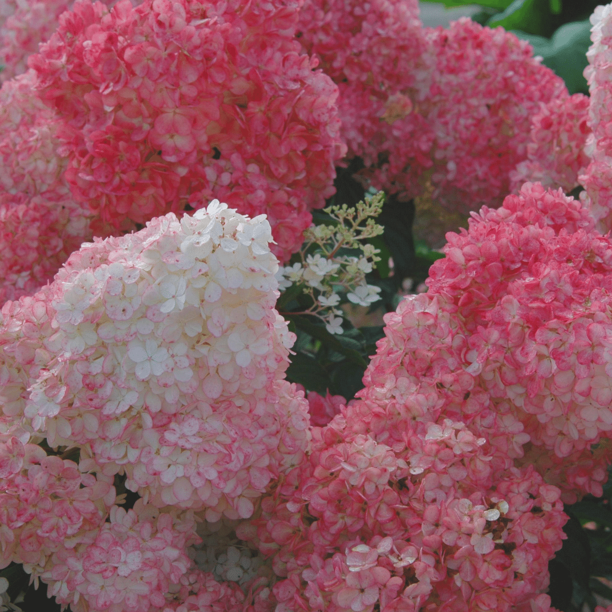 048g37 hydrangea paniculata vanille fraise 01.png