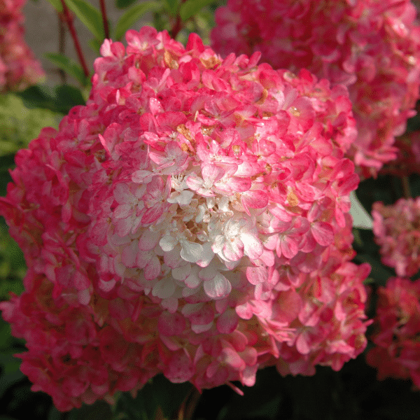 048g37 hydrangea paniculata vanille fraise 02.png