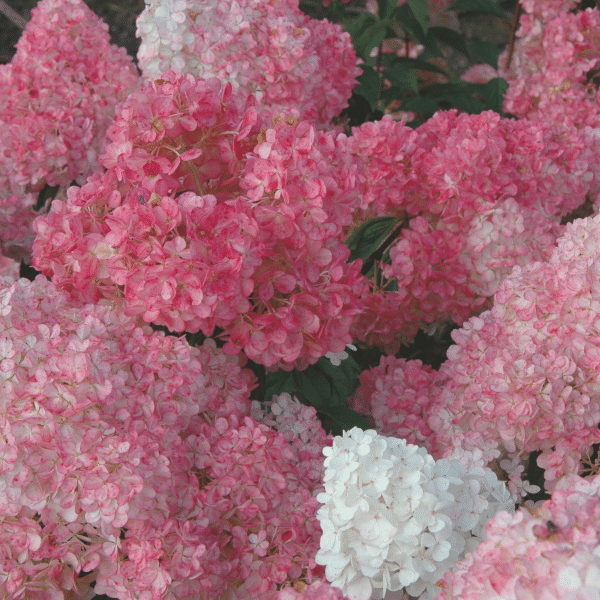 048g37 hydrangea paniculata vanille fraise 03.png