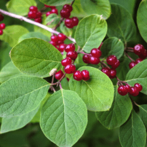 048g38 lonicera xylosteum claves dwarf 01.png