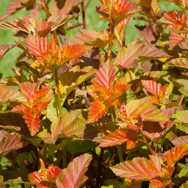048g39 physocarpus opulifolius amber jubilee 02.png