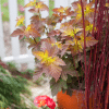 048g39 physocarpus opulifolius amber jubilee 03.png