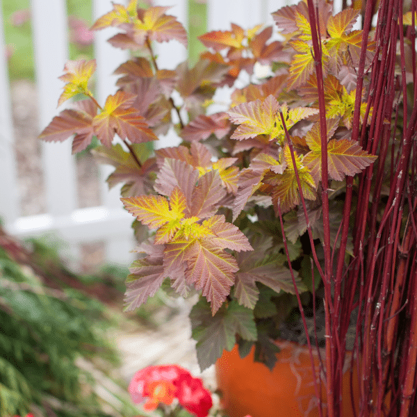 048g39 physocarpus opulifolius amber jubilee 03.png