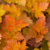 048g39 physocarpus opulifolius amber jubilee 04.png