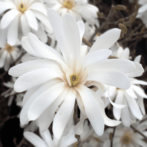 048g41 magnolia stellata royal star 01.png