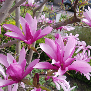 048g42 magnolia soulangiana susan 01.png