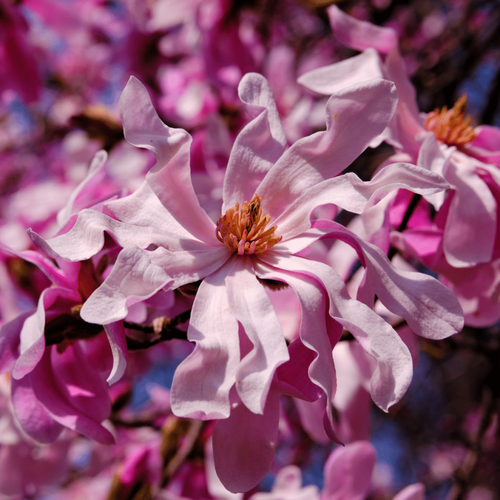 048g43 magnolia x loebneri leonard messel 01.png