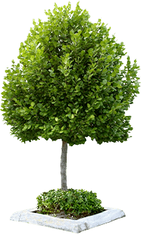 arbre