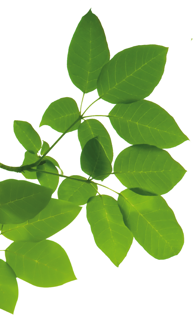 haie de cèdres,cédrière,Jardin Dion Express,Mirabel,production de cèdres,cèdres à vendre,jardinage,végétaux rustiques,promotion de saison,plantes vivaces,arbustes,arbres,fleurs annuelles,plants de légumes cèdre smarag,cèdre occidentalis,thuya,cèdre à haie,centre de jardin,cèdre nigra
