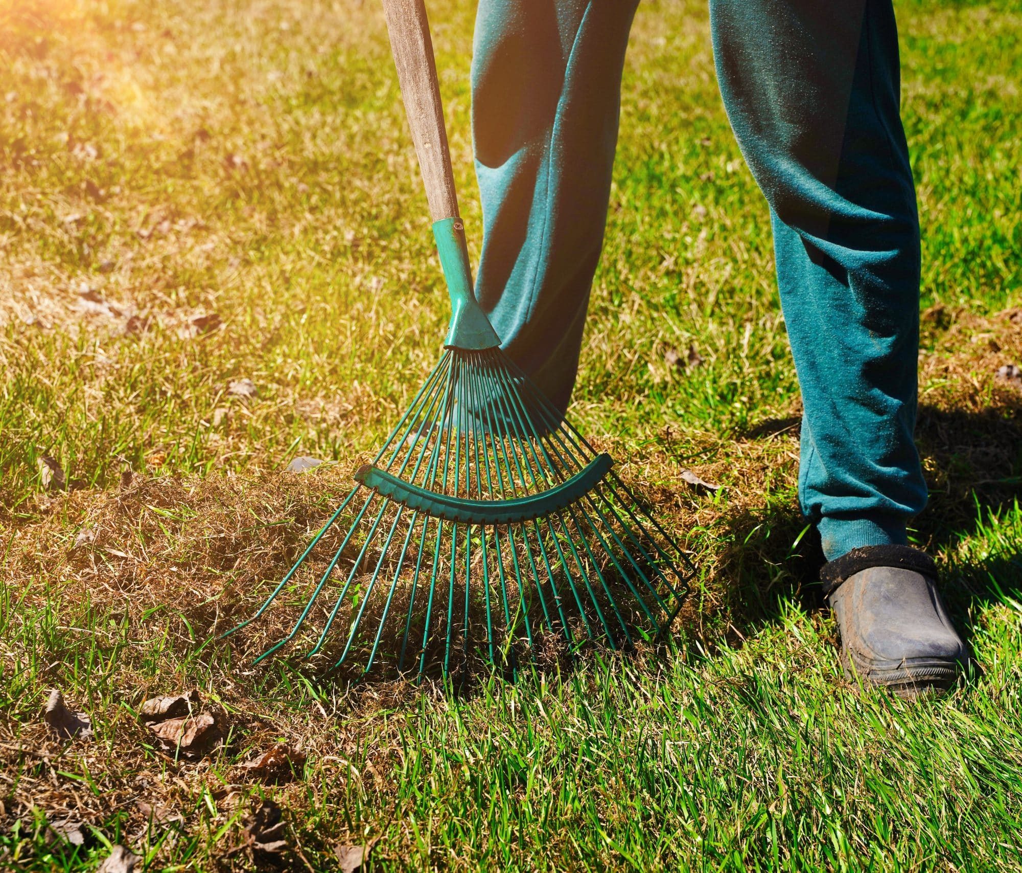 garden,cleaning.,raking,dry,grass,in,the,garden,in,early