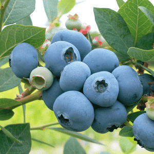 00002390 bleuet sweethart 2 gal 01.png