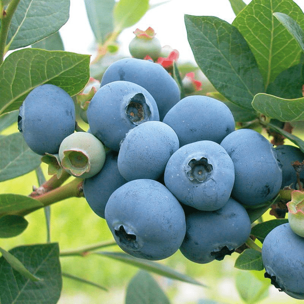00002390 bleuet sweethart 2 gal 01.png