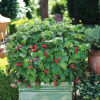 00002422 framboisier rasp. shortcake 2 gal 01.png