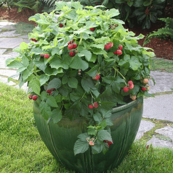 00002422 framboisier rasp. shortcake 2 gal 02.png