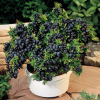 00002746 bleuet top hat 2 gal 02.png