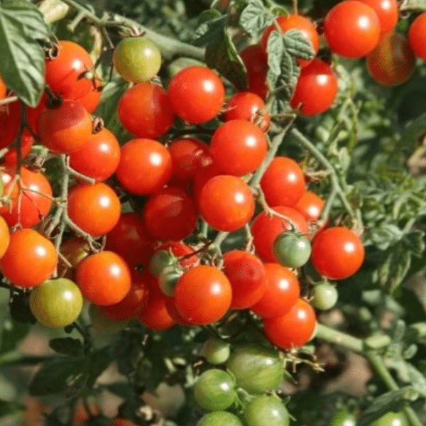 00004215d tomate bonbon rouge 1g 03.png