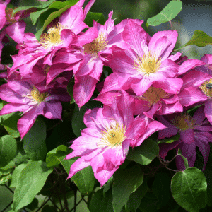 00004500d clematis asao 1g 01.png
