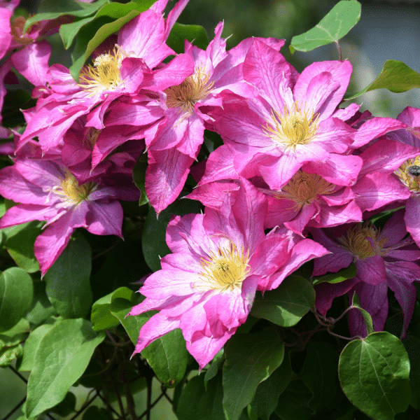 00004500d clematis asao 1g 01.png