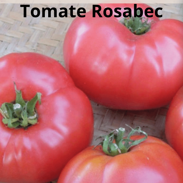 00005071d legume du patrimoine seme saveurs 1l 03.png