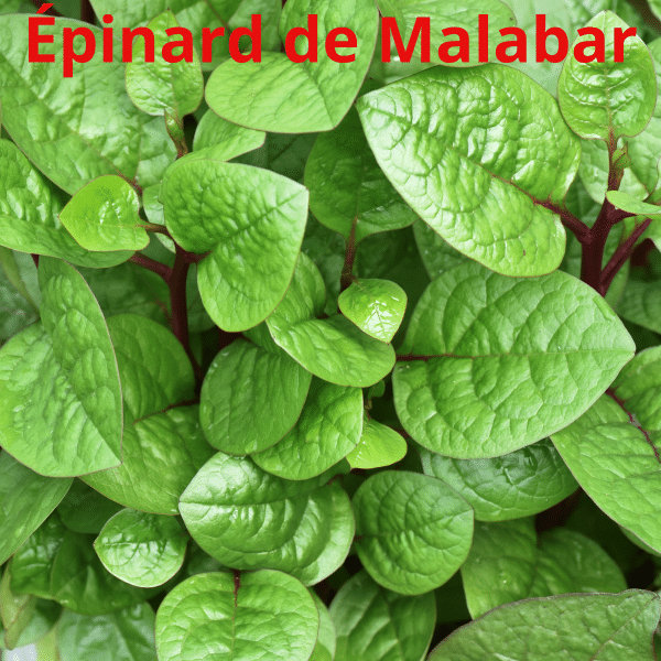 00005071d legume du patrimoine seme saveurs 1l 04.png
