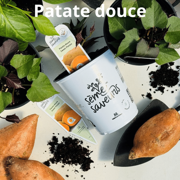 00005071d legume du patrimoine seme saveurs 1l 05.png