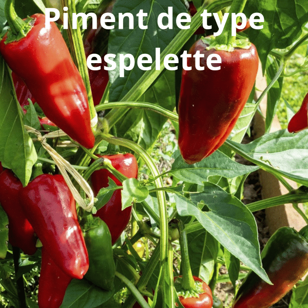 00005071d legume du patrimoine seme saveurs 1l 06.png