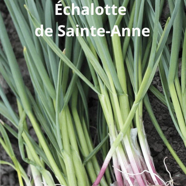 00005071d legume du patrimoine seme saveurs 1l 07.png