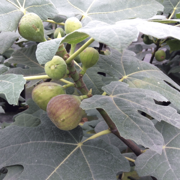 00007292 ficus carica chicago hardy 2g 01.png