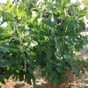 00007292 ficus carica chicago hardy 2g 02.png