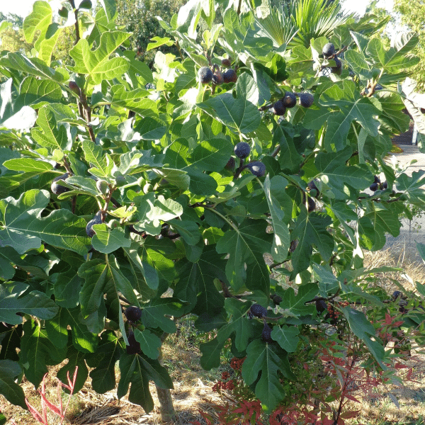 00007292 ficus carica chicago hardy 2g 02.png