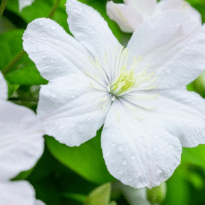 00008500 clematis toki 1g 01.png