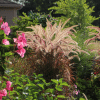 00008673d pennisetum rubrum 1 gal 01.png