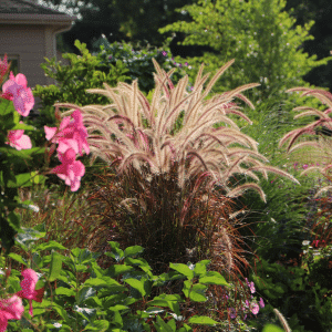 00008673d pennisetum rubrum 1 gal 01.png
