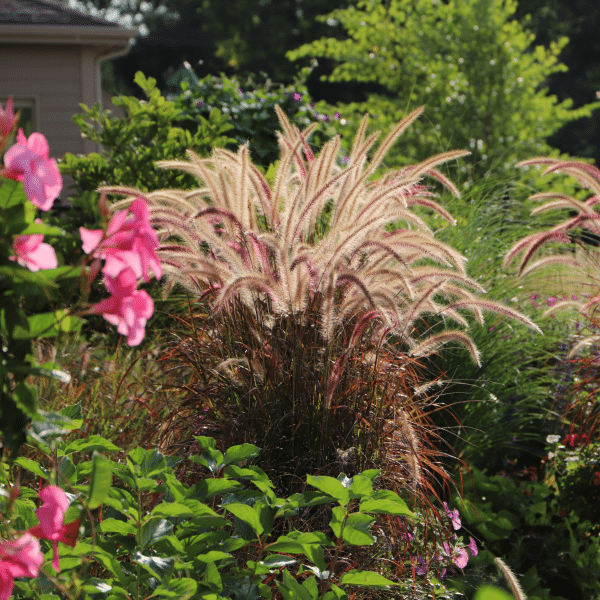 00008673d pennisetum rubrum 1 gal 01.png