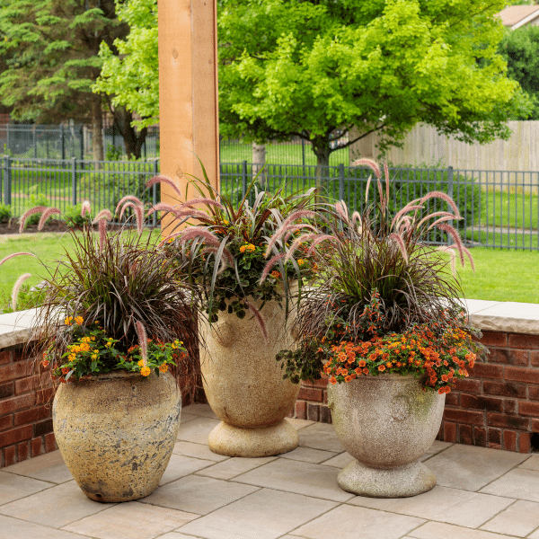 00008673d pennisetum rubrum 1 gal 02.png