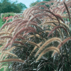 00008673d pennisetum rubrum 1 gal 03.png
