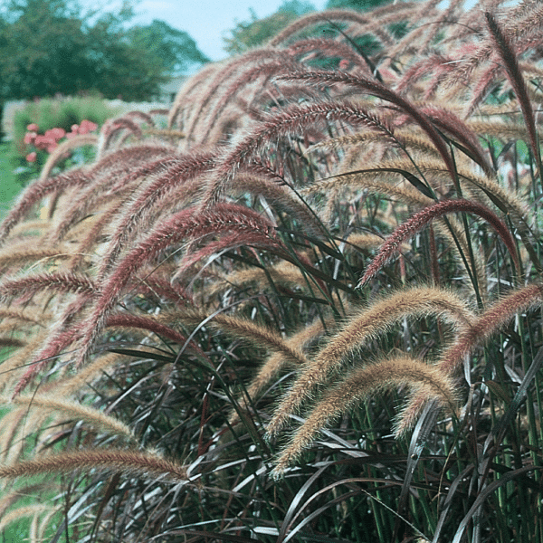 00008673d pennisetum rubrum 1 gal 03.png