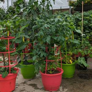 00008847d legumes en cage 12po 01.png