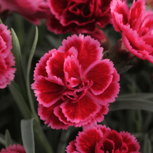 00010267 dianthus everlast burgundy blush 1g 01.png