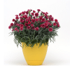 00010267 dianthus everlast burgundy blush 1g 02.png