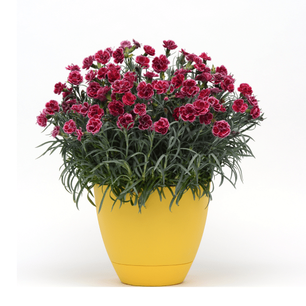 00010267 dianthus everlast burgundy blush 1g 02.png