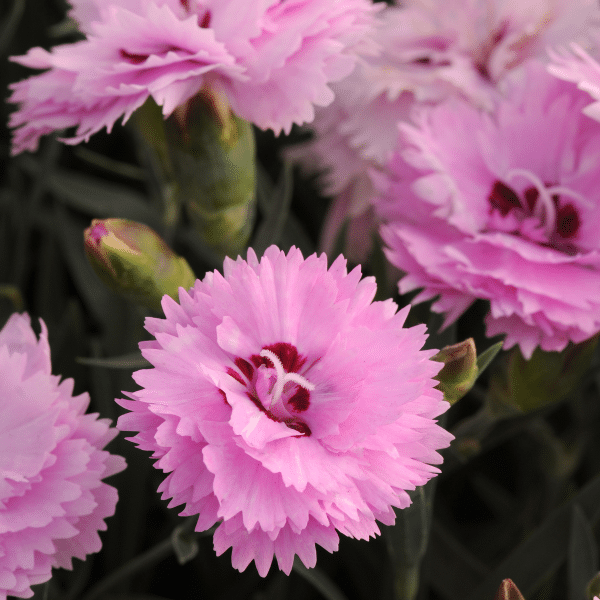 00010269 dianthus everlast lavender eye 1g 01.png