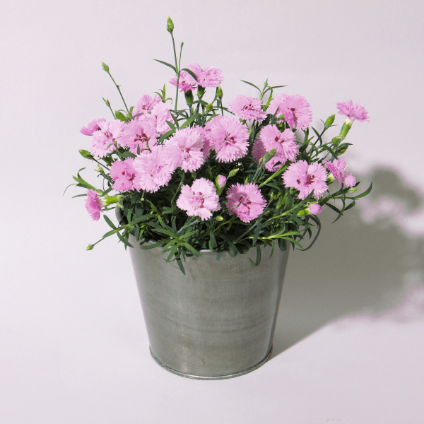 00010269 dianthus everlast lavender eye 1g 02.png
